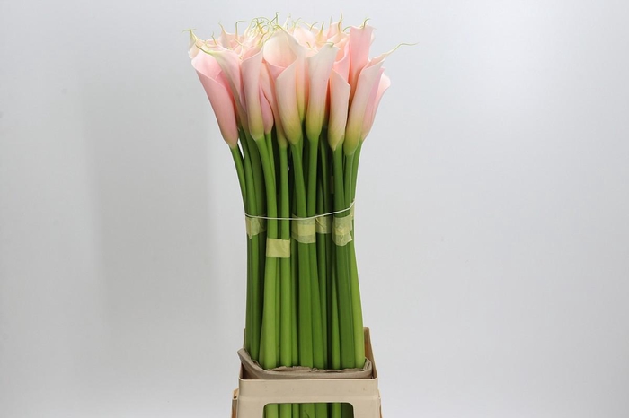 Zantedeschia Eydolls Salmon