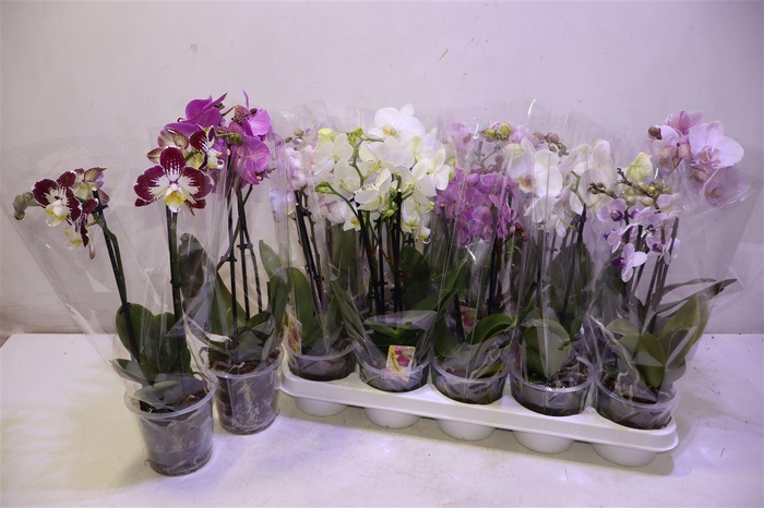 <h4>arr8 Phal Gem</h4>