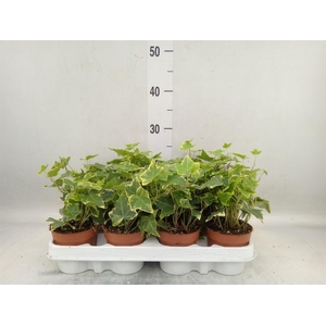 Hedera helix 'Goldchild'