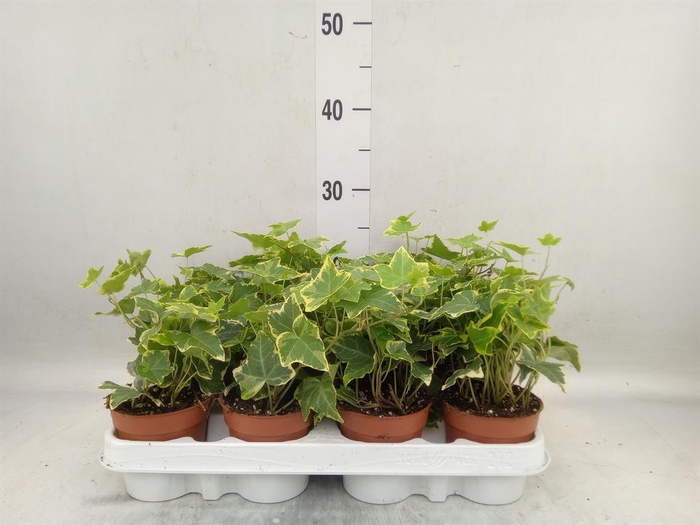<h4>Hedera helix 'Goldchild'</h4>