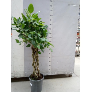 Ficus benghalensis 'Audrey'