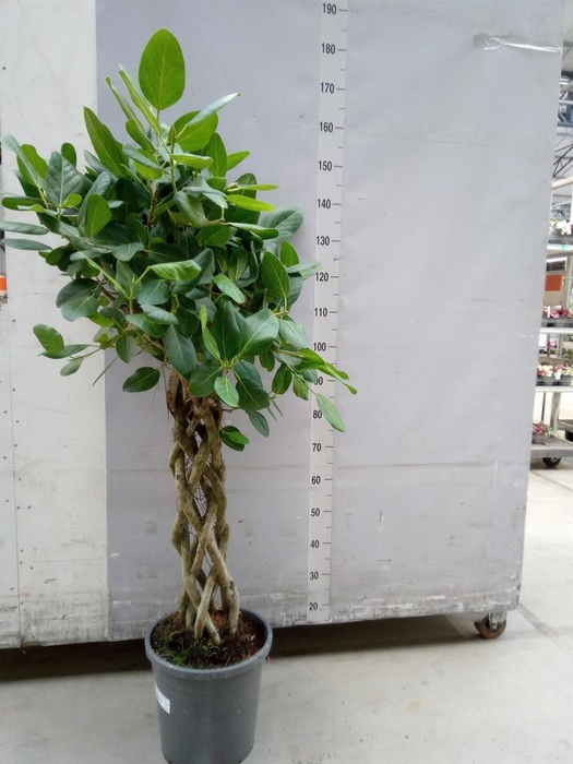 <h4>Ficus benghalensis 'Audrey'</h4>