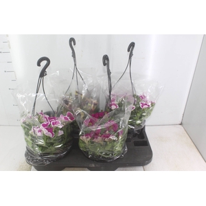 PETUNIA C21