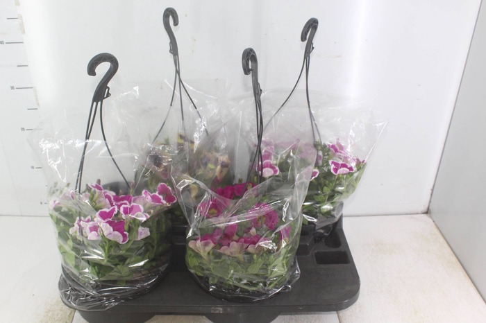 <h4>PETUNIA C21</h4>