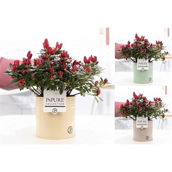 <h4>1st class Azalea red in P&PURE zinc pot Louise 4 ass.</h4>