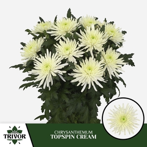 CHR G TOPSPIN CREAM