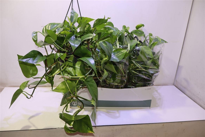 <h4>arr8 Epipr Hang</h4>