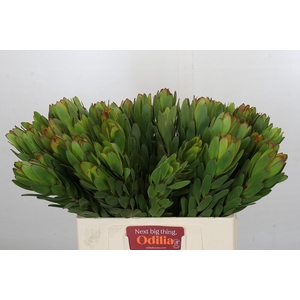 Leucadendron Goldstrike