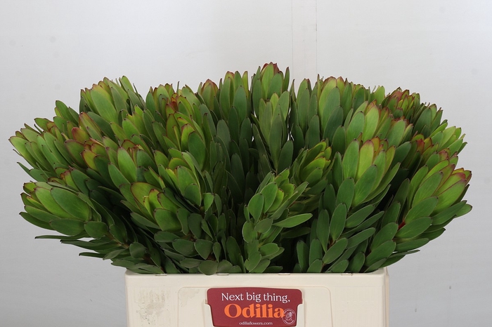 Leucadendron Goldstrike