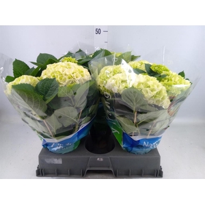 Hydrangea mac. 'Wudu'