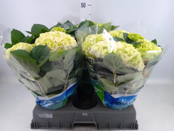<h4>Hydrangea mac. 'Wudu'</h4>