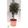 Olea Europaea Op Stam