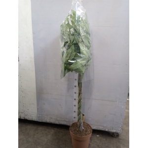Pachira aquatica