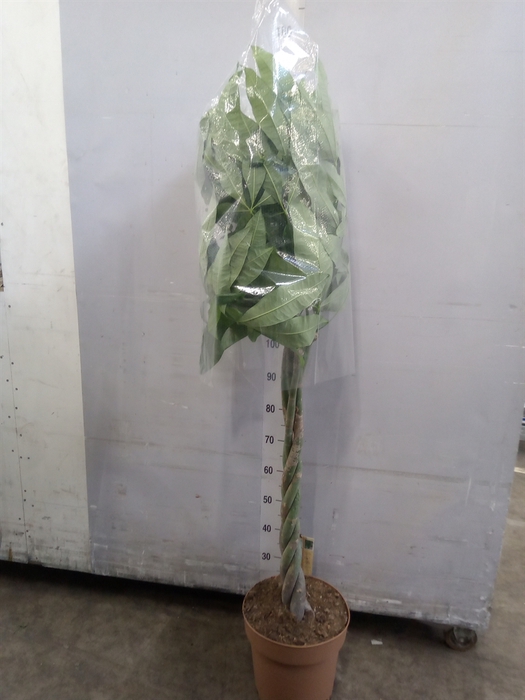 <h4>Pachira aquatica</h4>