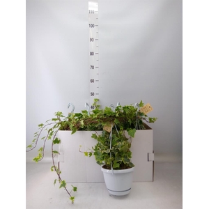 Hedera helix 'Goldchild'