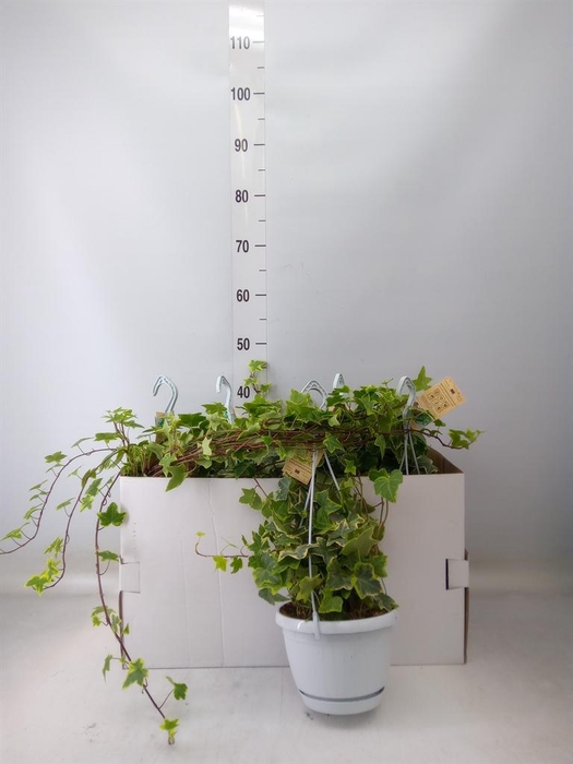 <h4>Hedera helix 'Goldchild'</h4>