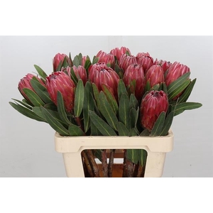 PROTEA RED ICE