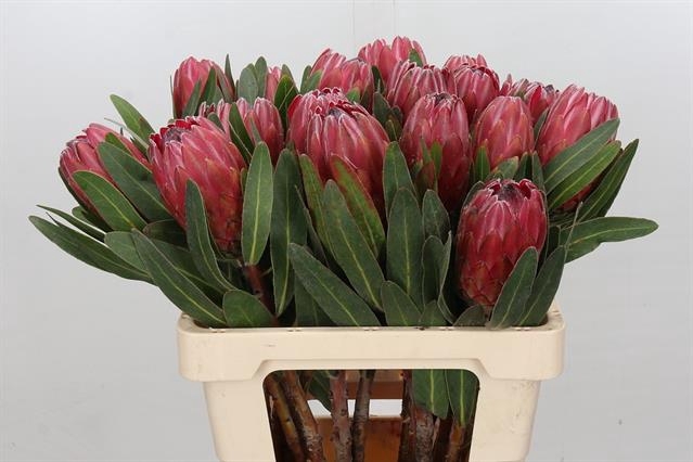 <h4>PROTEA RED ICE</h4>