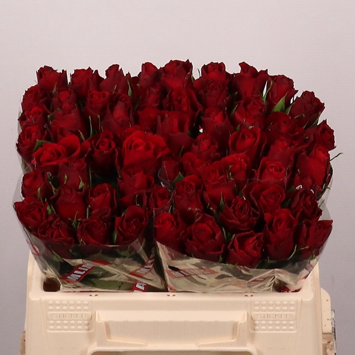 <h4>R GR UPPER CLASS</h4>