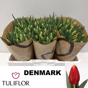 TU EN DENMARK