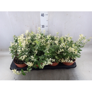 Euonymus fortunei 'Harlequin'