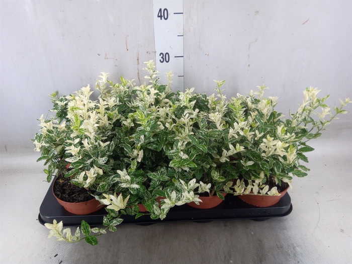 <h4>Euonymus fortunei 'Harlequin'</h4>