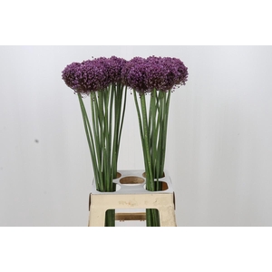 Allium Pink Lady
