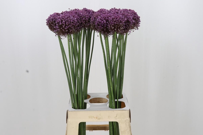 <h4>Allium Pink Lady</h4>
