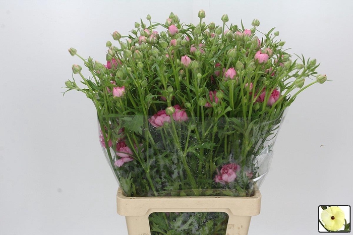 <h4>RAN N MODERNA DOLCE</h4>