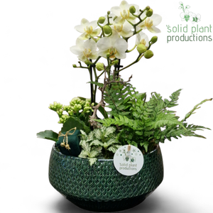 PH120 Aurora Small Green Phalaenopsis