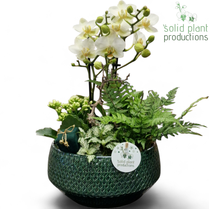 <h4>PH120 Aurora Small Green Phalaenopsis</h4>