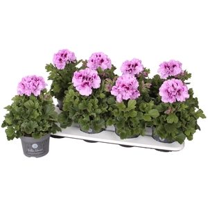 Pelargonium Pelargonium Grandifloru