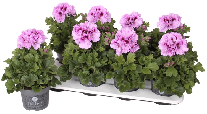 <h4>Pelargonium Pelargonium Grandifloru</h4>