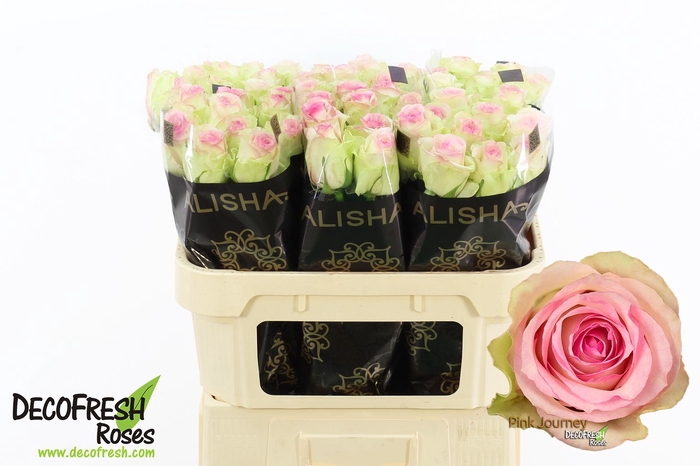 <h4>R Gr Pink Journey Alisha</h4>