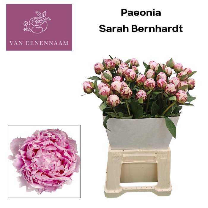 <h4>PAEONIA LACT. 'SARAH BERNHARDT'</h4>