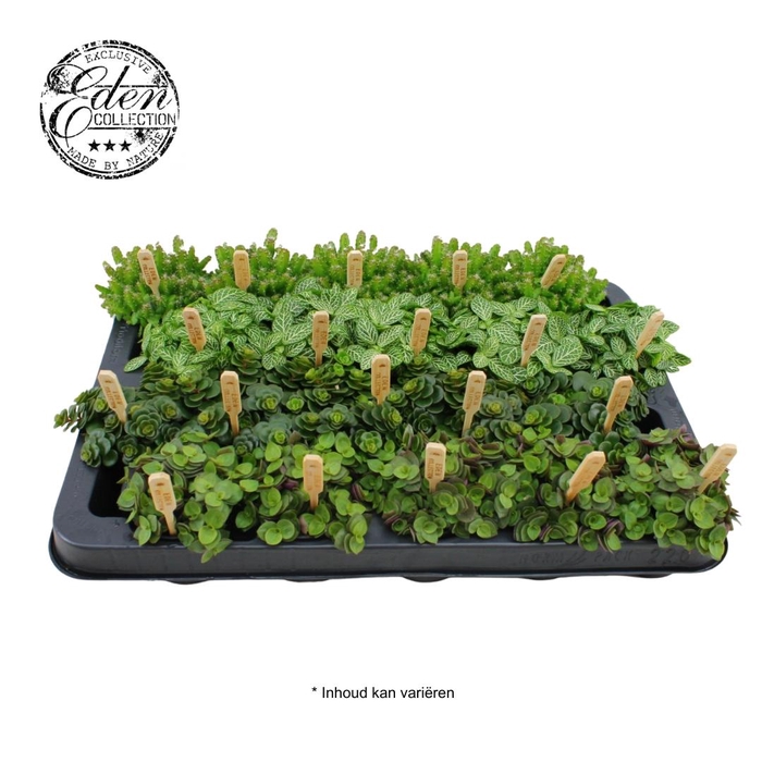 <h4>Gemengde tray 5,5cm Mix B</h4>