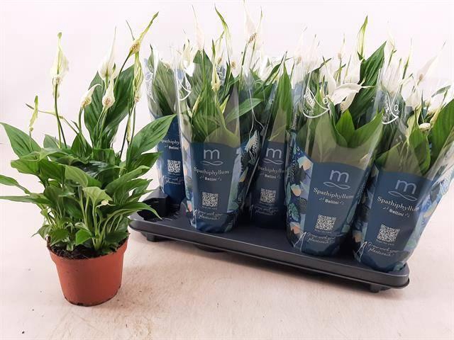 <h4>SPATH BELLINI</h4>