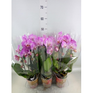 Phalaenopsis  'Elegant Cascade'