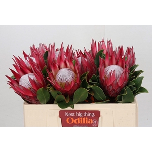 Protea Cynaroides Madiba