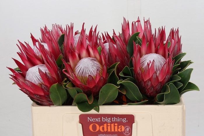 <h4>Protea Cynaroides Madiba</h4>