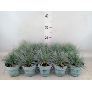Festuca glauca 'Compacta Blue'