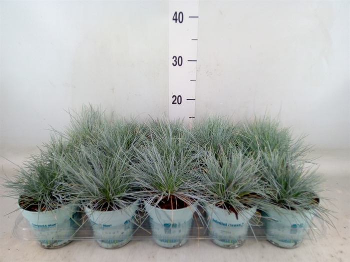 <h4>Festuca glauca 'Compacta Blue'</h4>