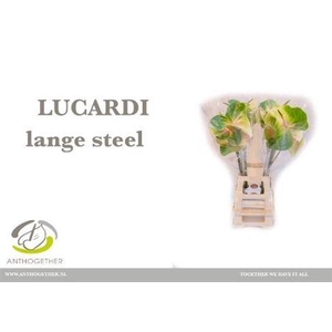 Anth A Lucardi