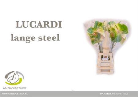 <h4>Anth A Lucardi</h4>