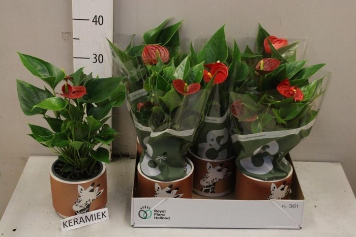 <h4>ARR ANTHURIUM</h4>