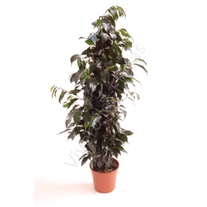 Ficus overig gemengd 3 soorten