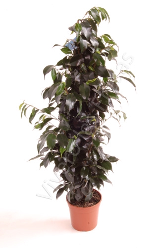 <h4>Ficus overig gemengd 3 soorten</h4>