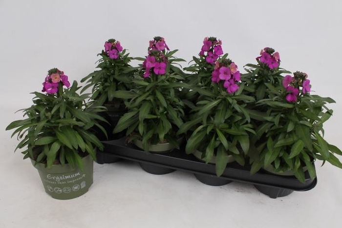 <h4>ERYS LEY PURPLE GLOW</h4>