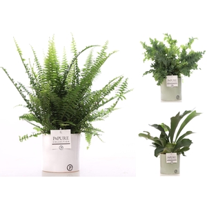 Varens gemengd in P&PURE Essential ceramics ass.2