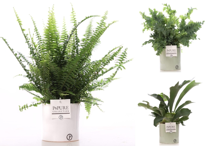 <h4>Varens gemengd in P&PURE Essential ceramics ass.2</h4>